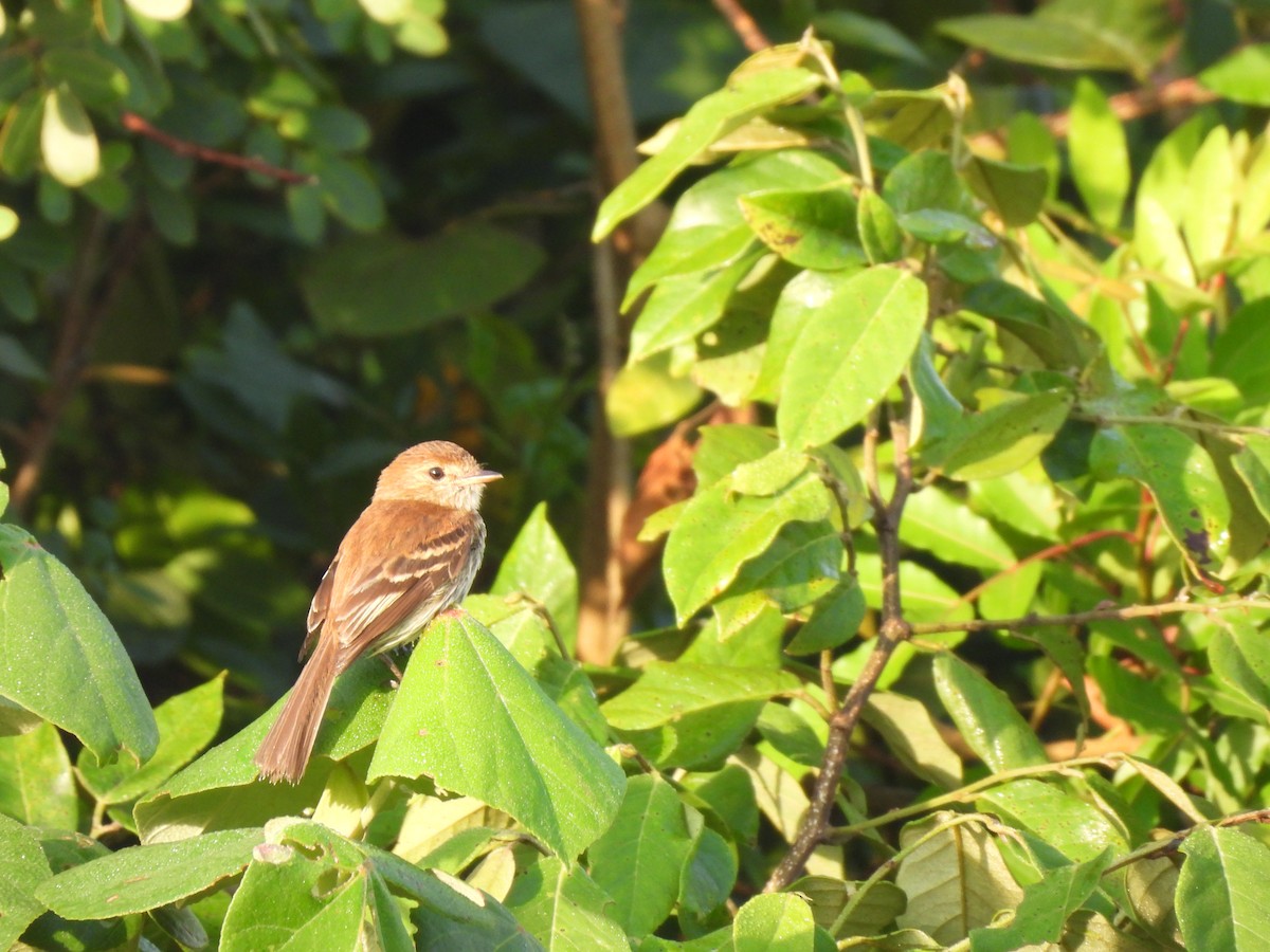 Bran-colored Flycatcher - ML645281989