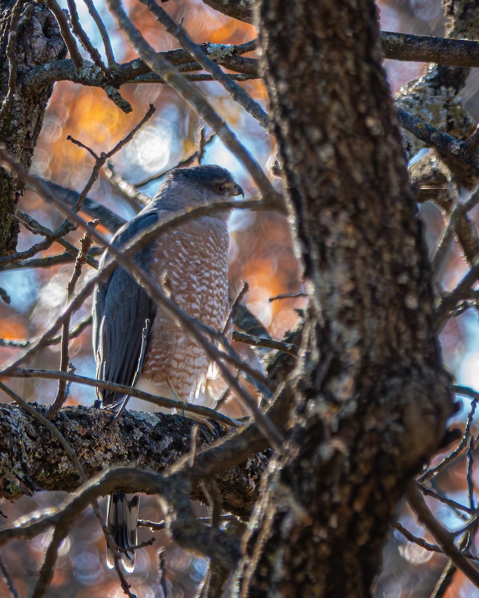 Cooper's Hawk - ML645281994