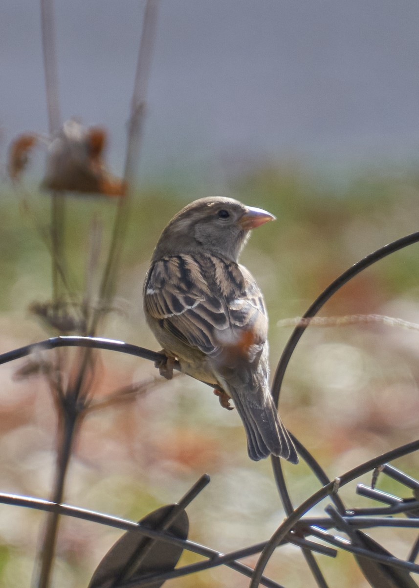 Haussperling - ML645281995