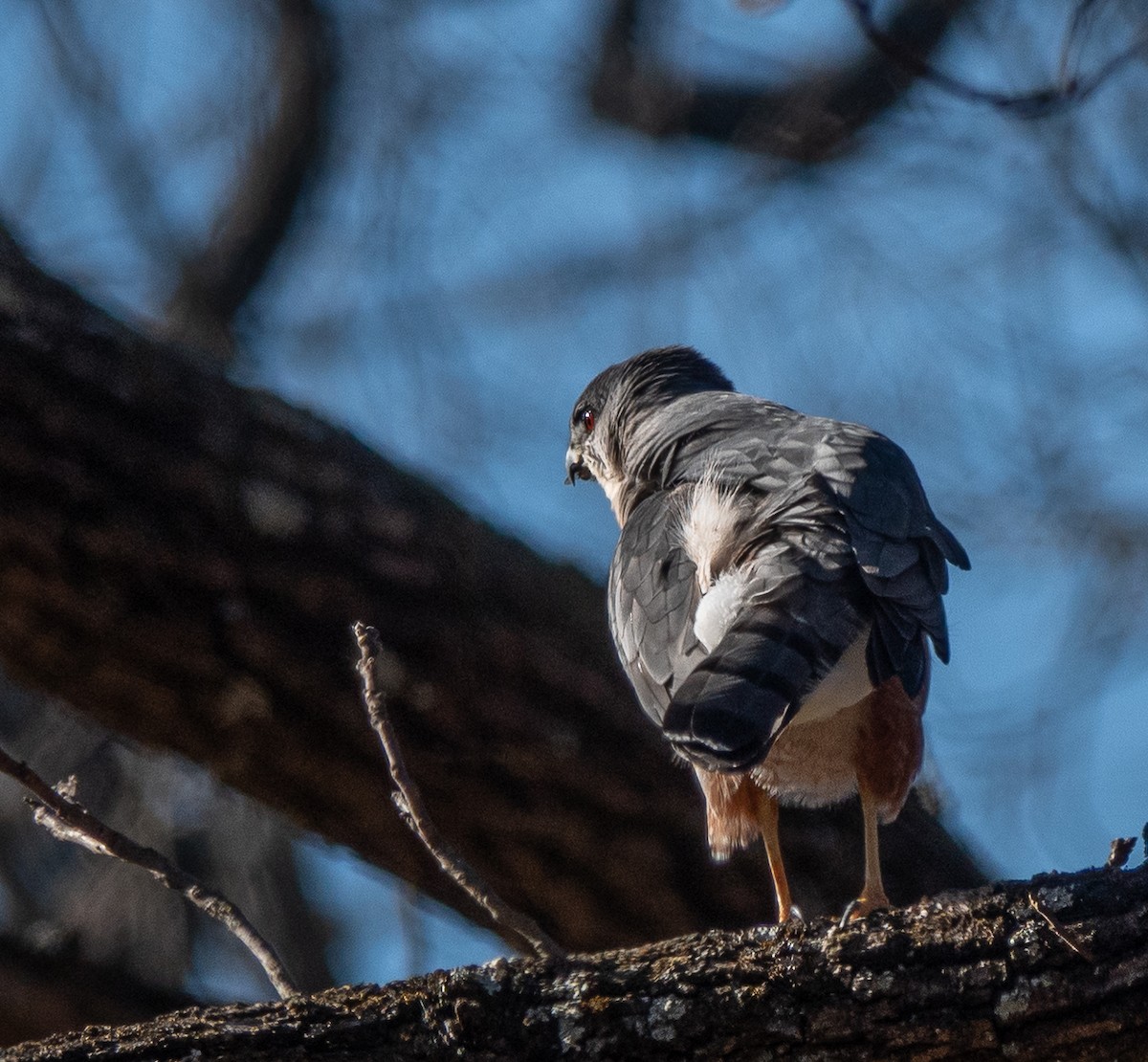 Cooper's Hawk - ML645281996