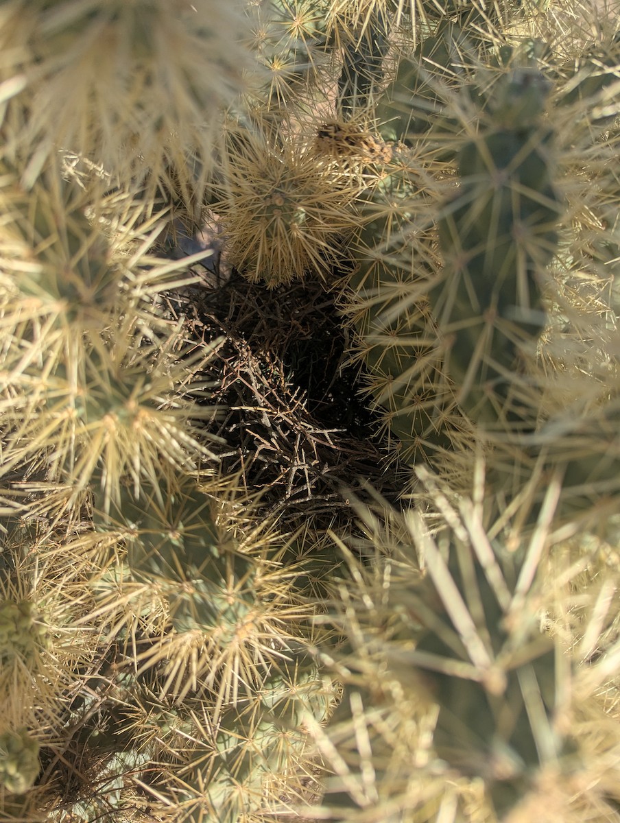 drozdec skvrnitoprsý - ML645282003