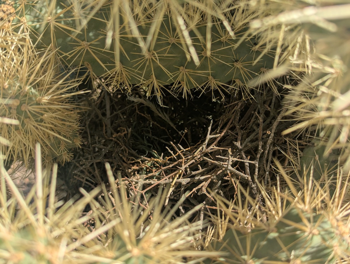 drozdec skvrnitoprsý - ML645282004