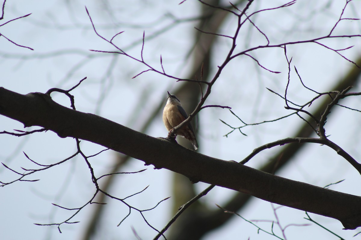 Garrapo eurasiarra - ML645282019