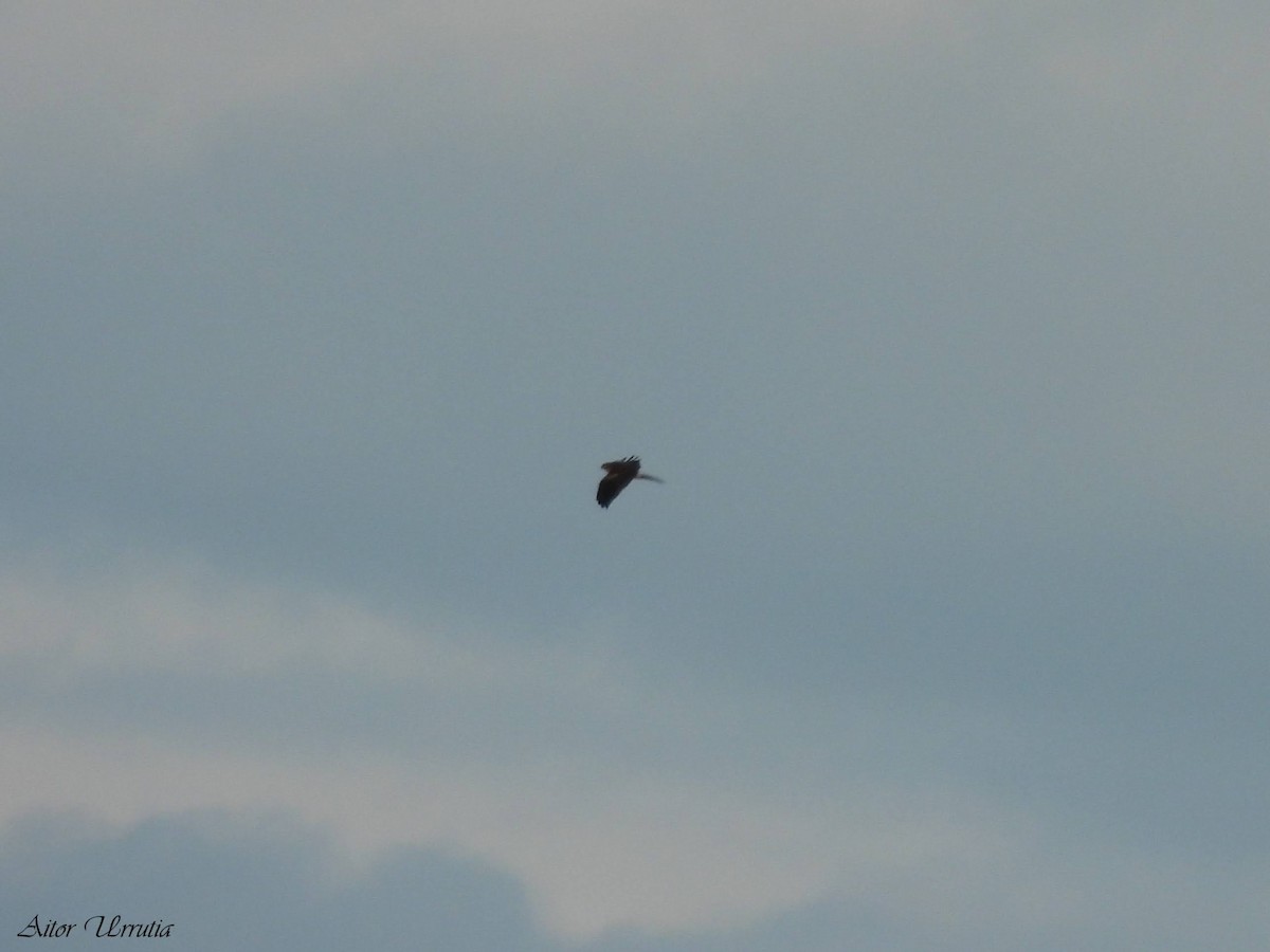 Aguilucho Papialbo - ML645282020