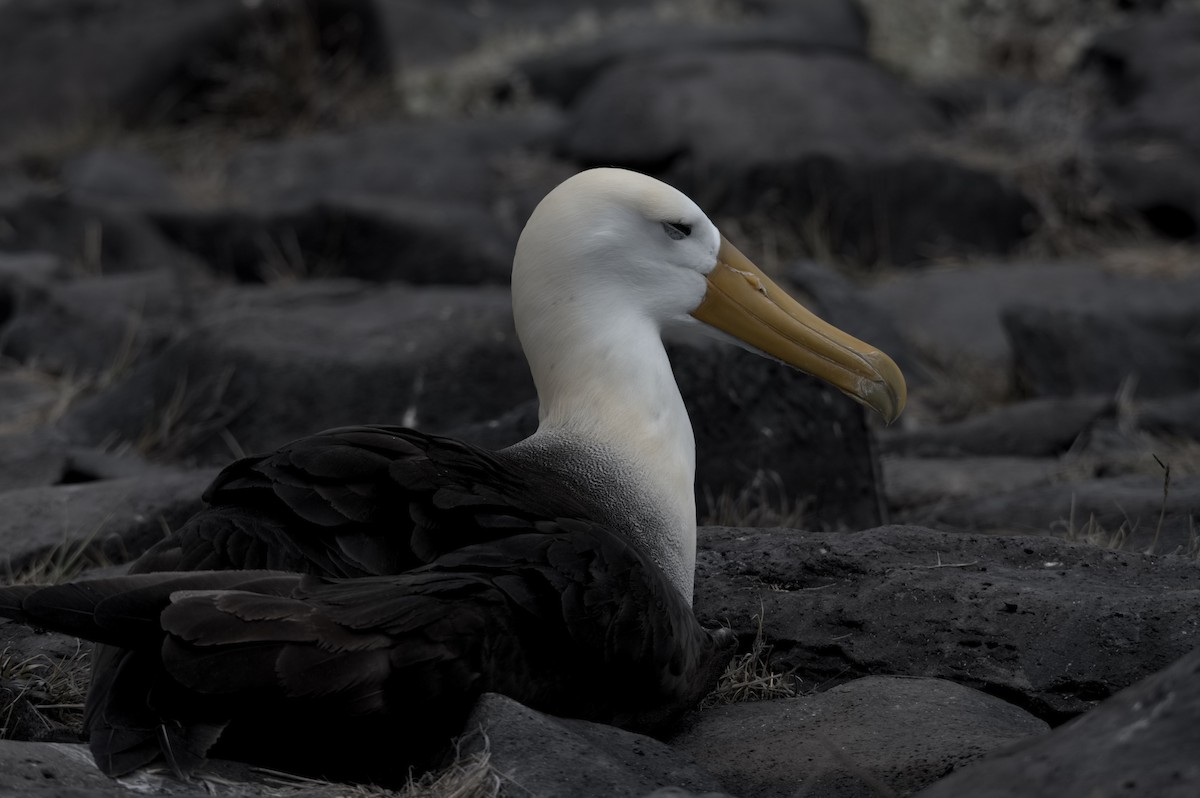 Albatros galapagoarra - ML645282024