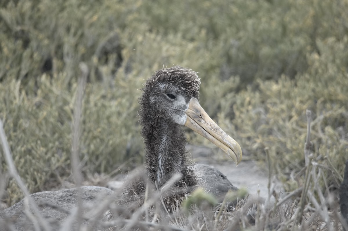 Albatros galapagoarra - ML645282025