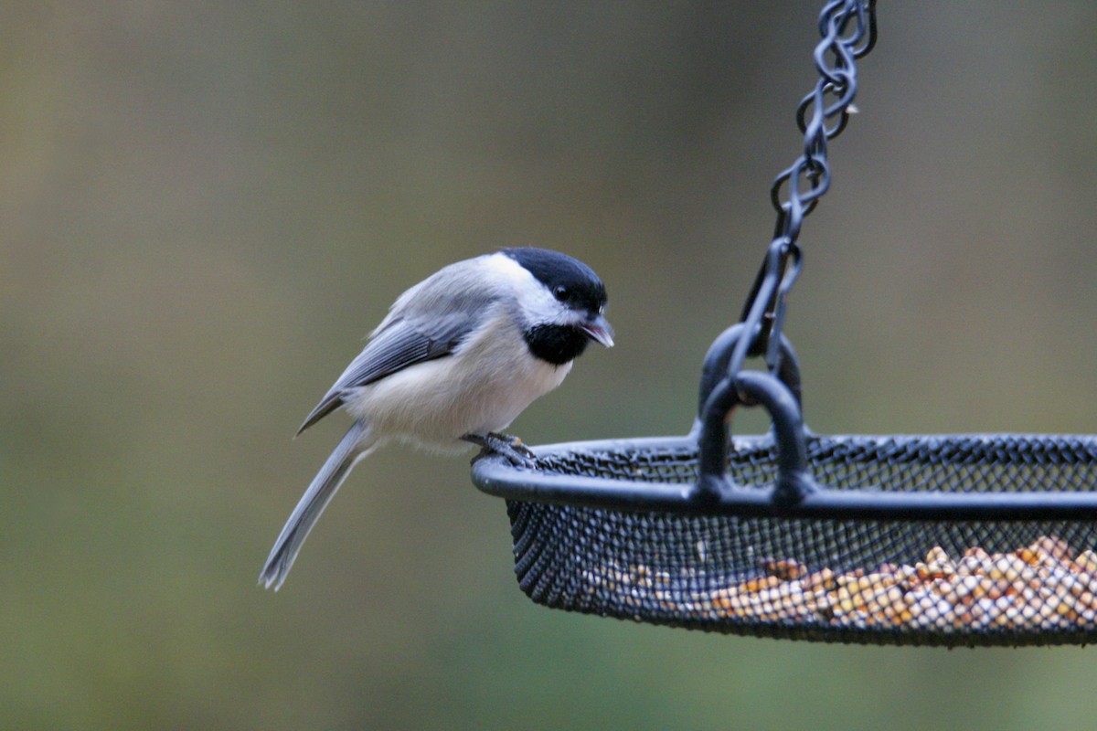 Carolina Chickadee - ML645282026