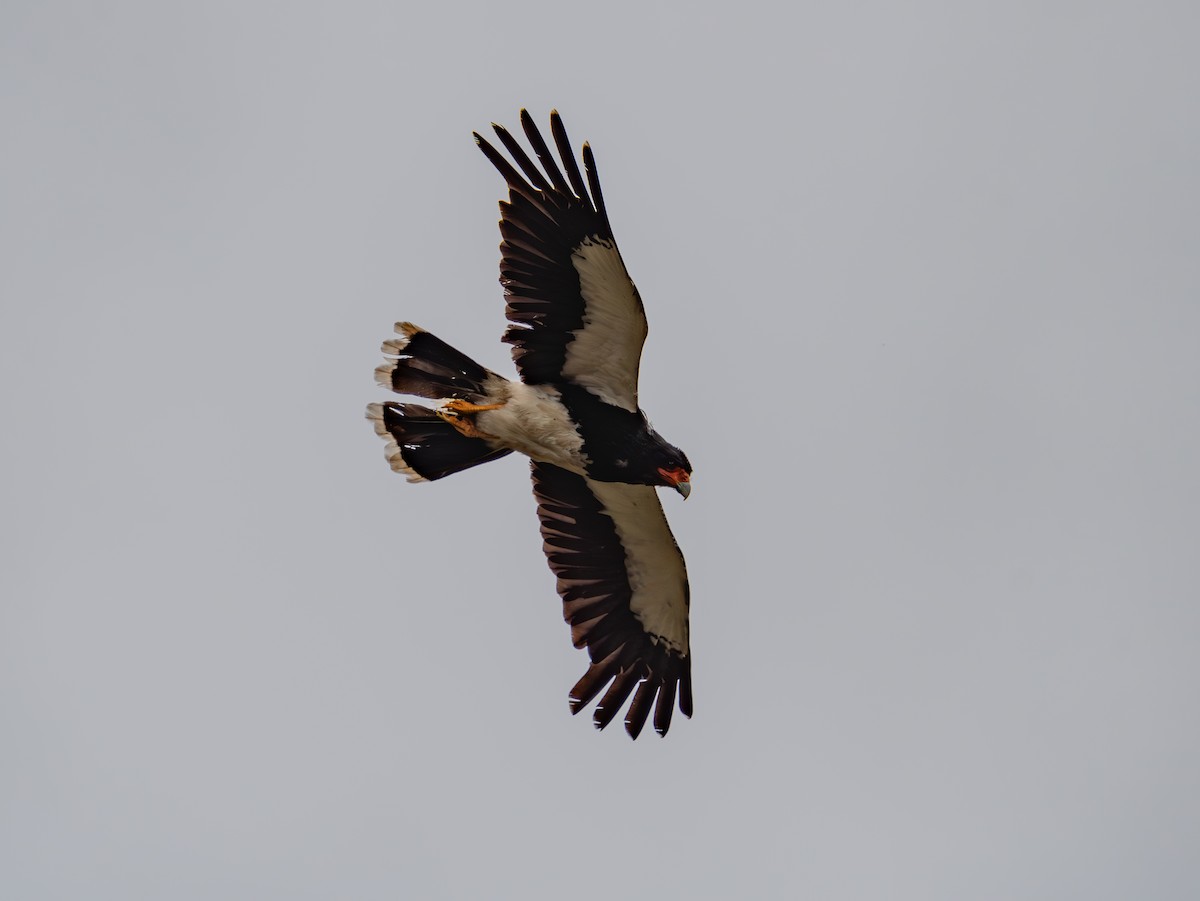 Mountain Caracara - ML645282044