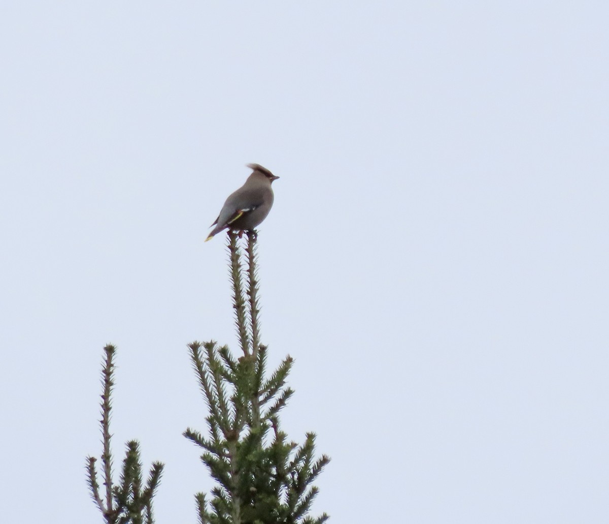 黃連雀 - ML645282051