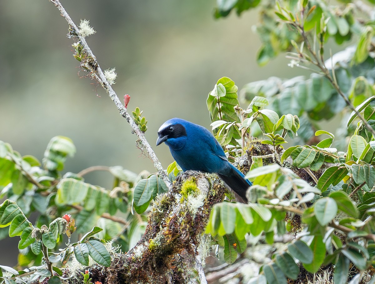 White-collared Jay - ML645282054