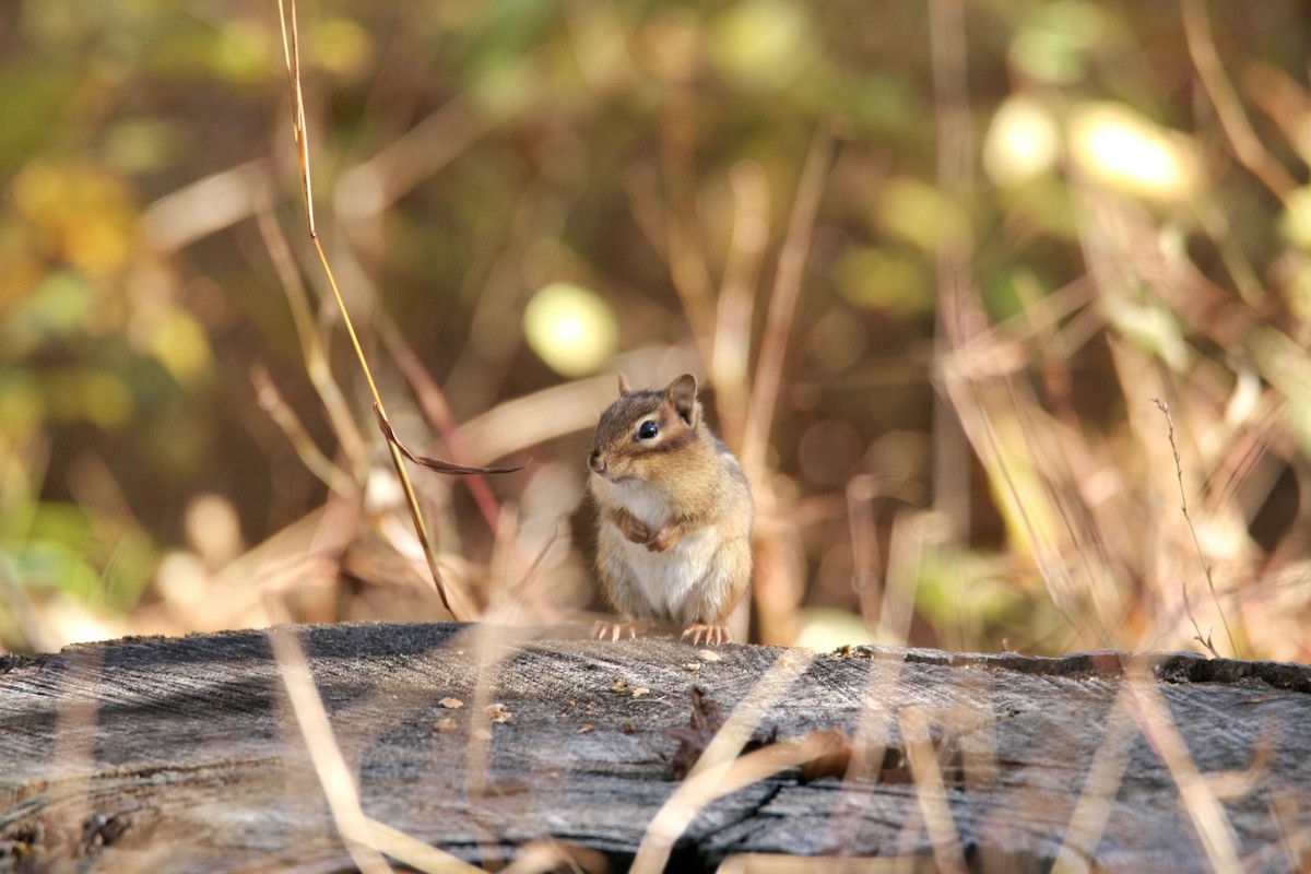 Animals - ML645282060