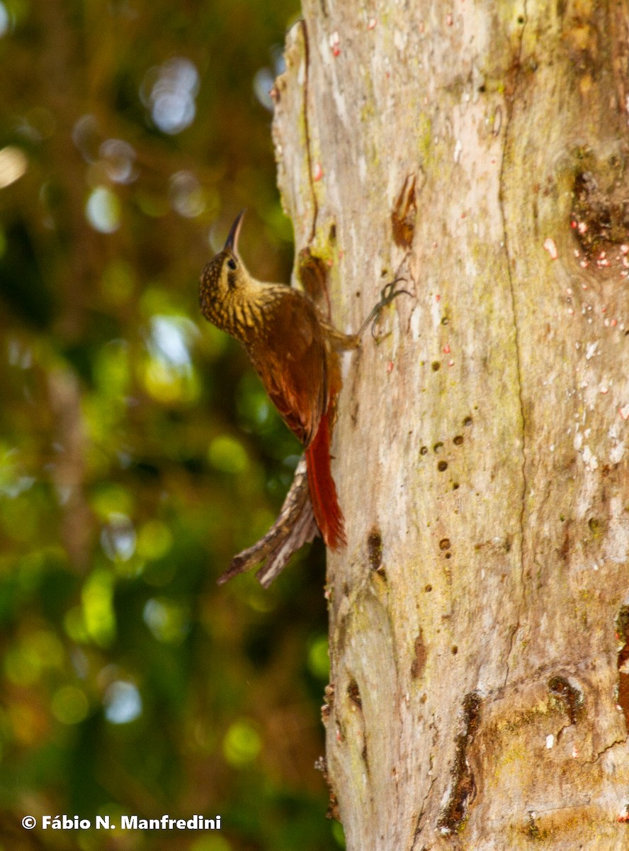 Lesser Woodcreeper - ML645282061