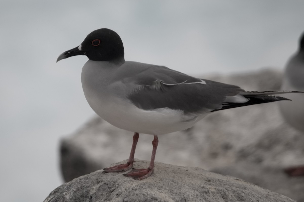 Gaviota Tijereta - ML645282064