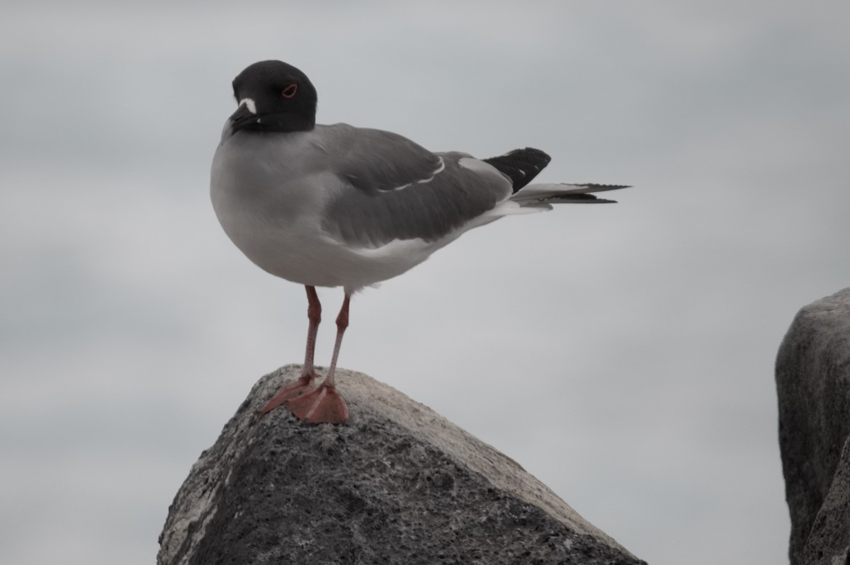 Gaviota Tijereta - ML645282065