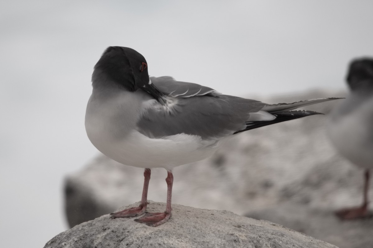 Gaviota Tijereta - ML645282066