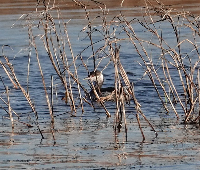 Zampullín Cuellirrojo - ML645282068