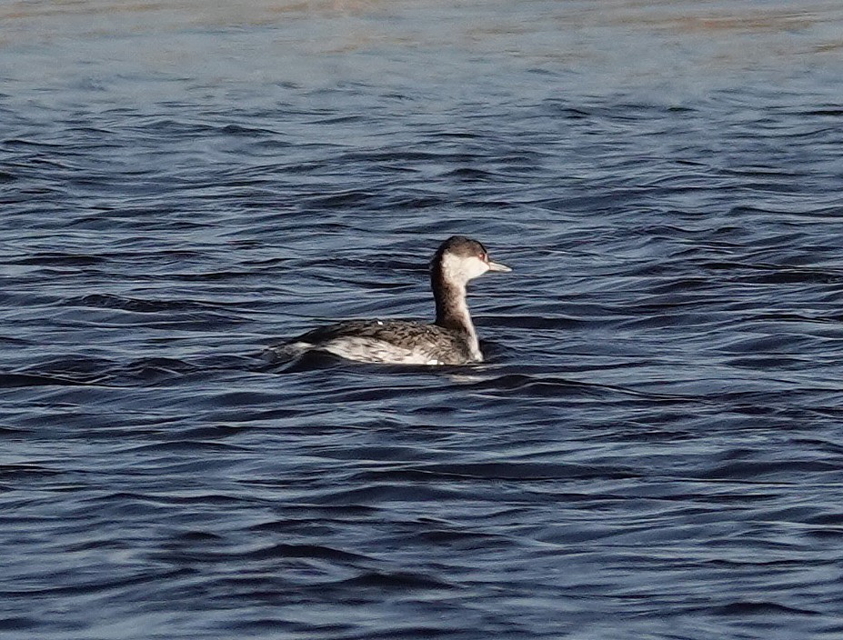 Zampullín Cuellirrojo - ML645282075
