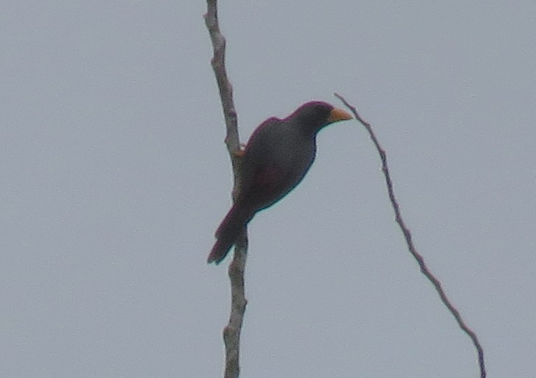 Scissirostre des Célèbes - ML645282076