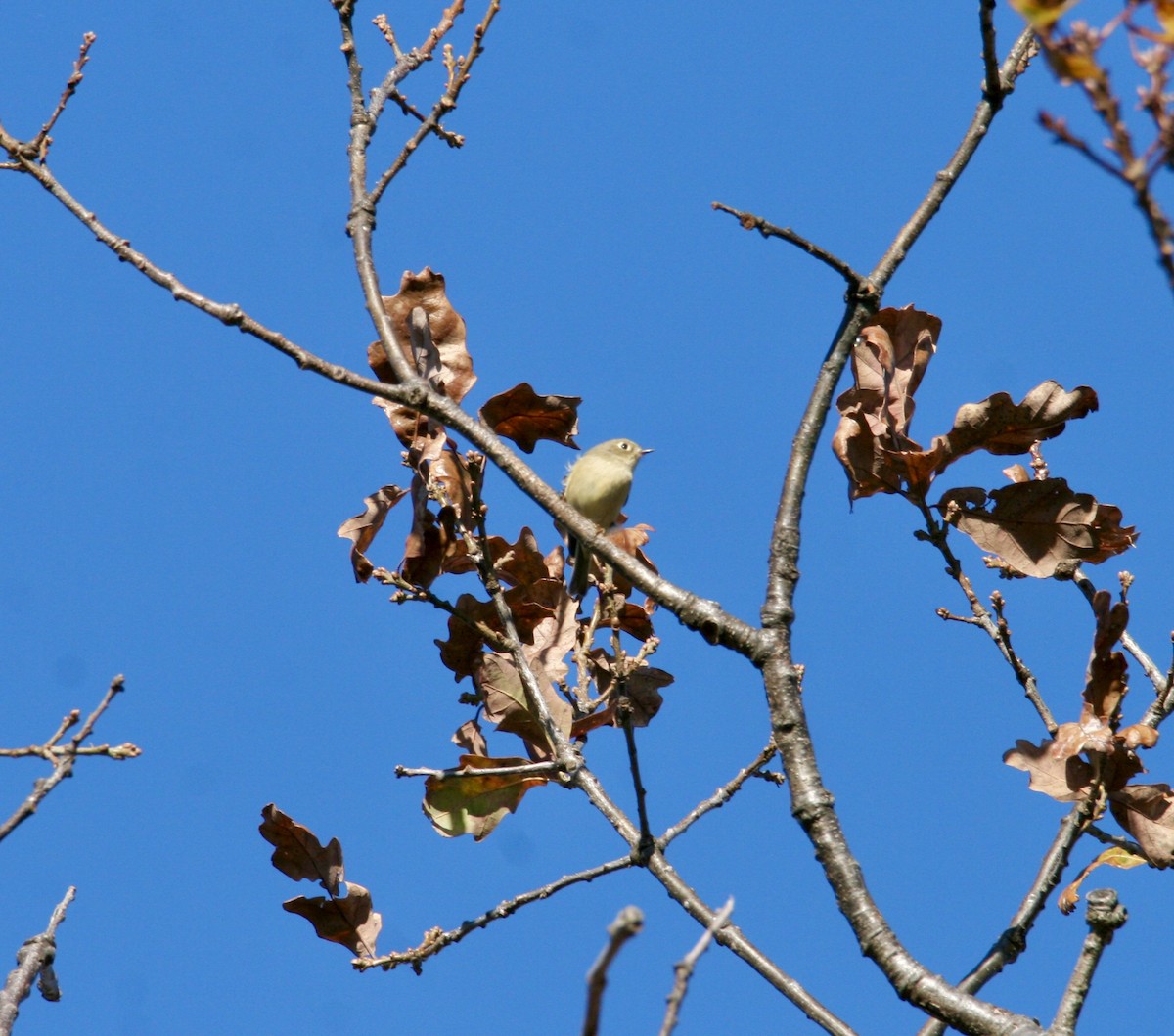 Ruby-crowned Kinglet - ML645282084