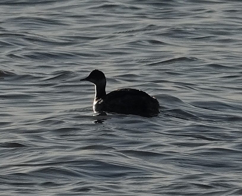 Zampullín Cuellirrojo - ML645282087