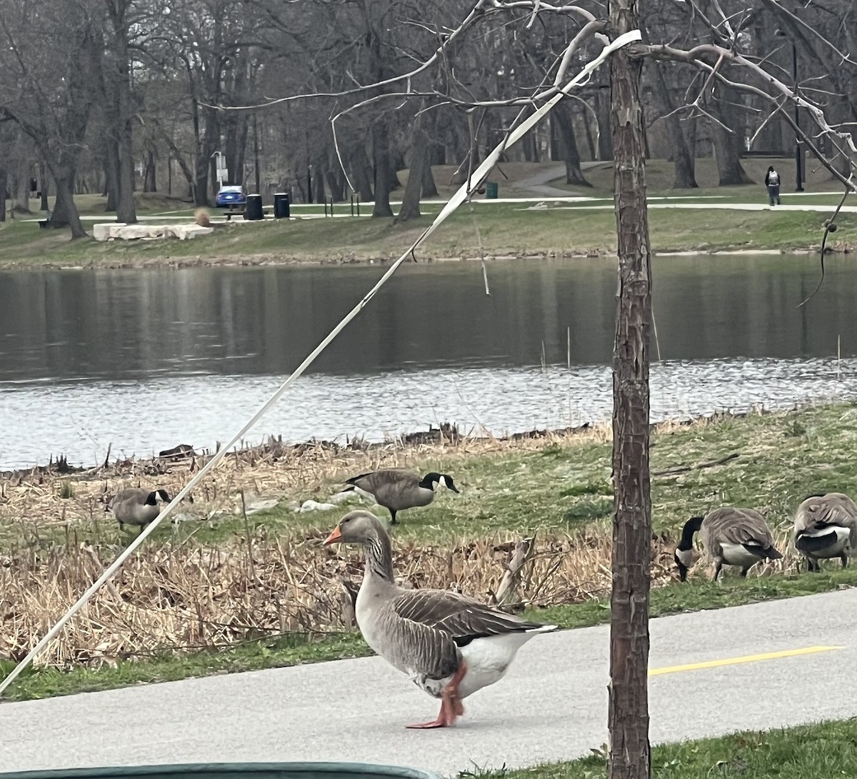 Graylag Goose (Domestic type) - ML645282095