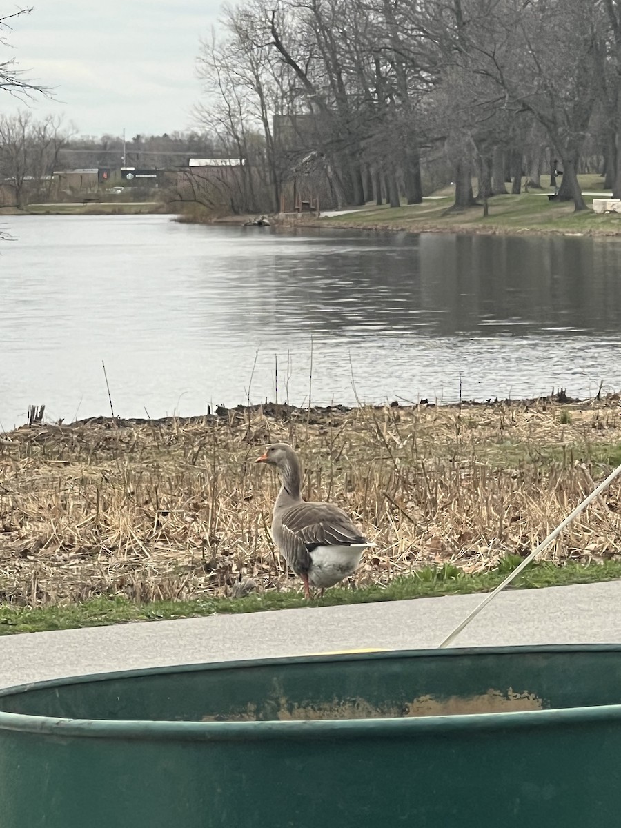 Graylag Goose (Domestic type) - ML645282096