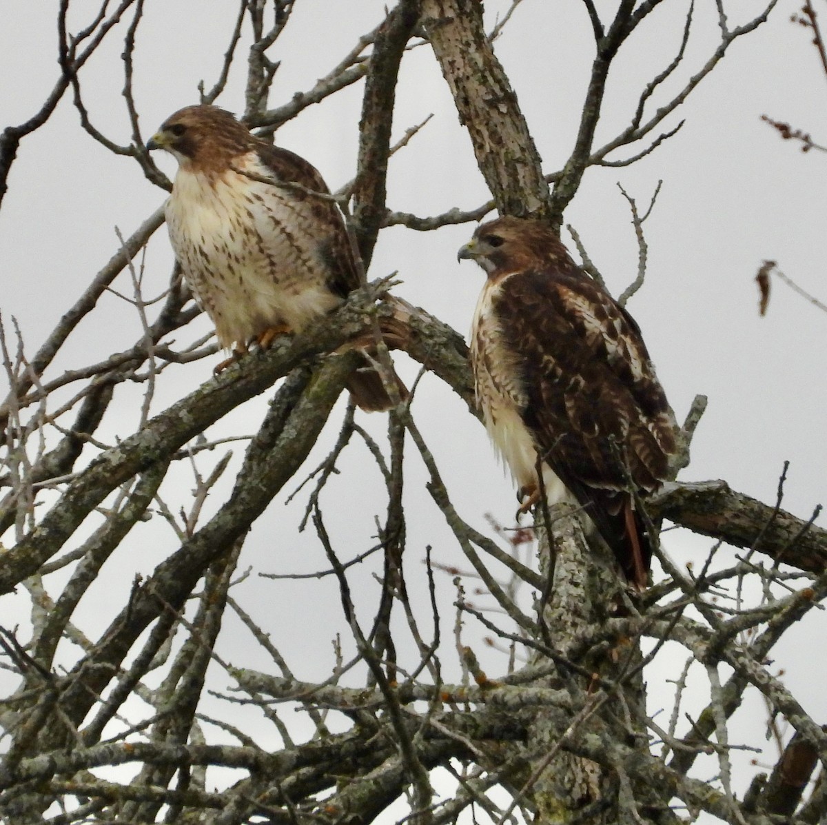 Kızıl Kuyruklu Şahin - ML645282097