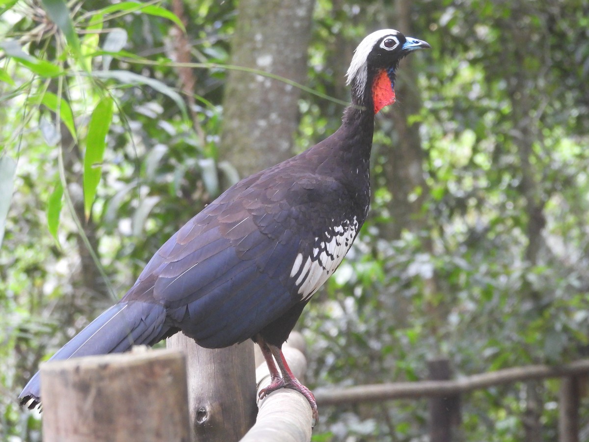 guan černočelý - ML645282105