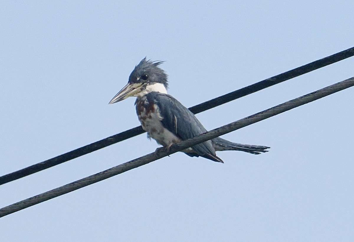 Ringed Kingfisher - ML645282107