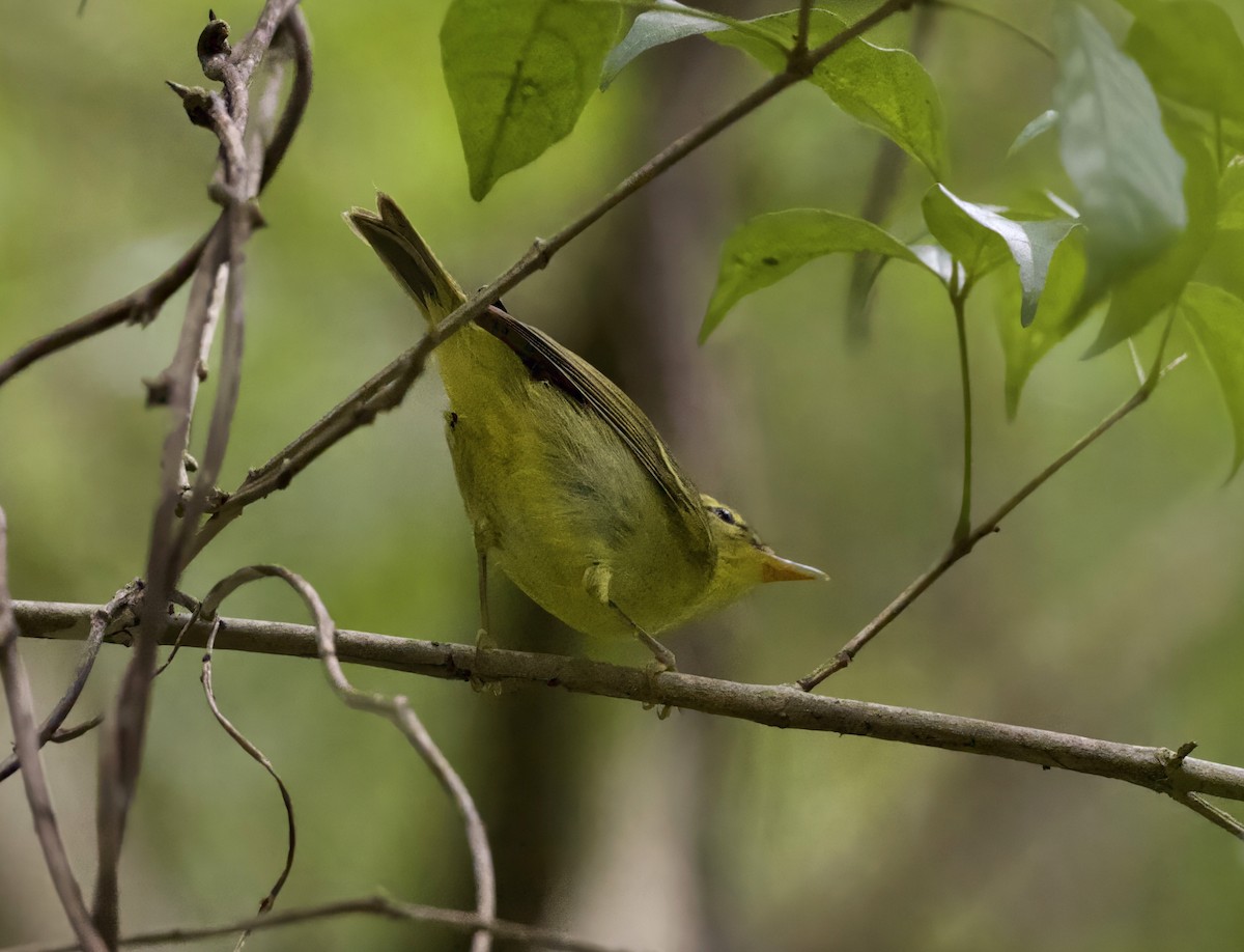 karstsanger - ML645282112