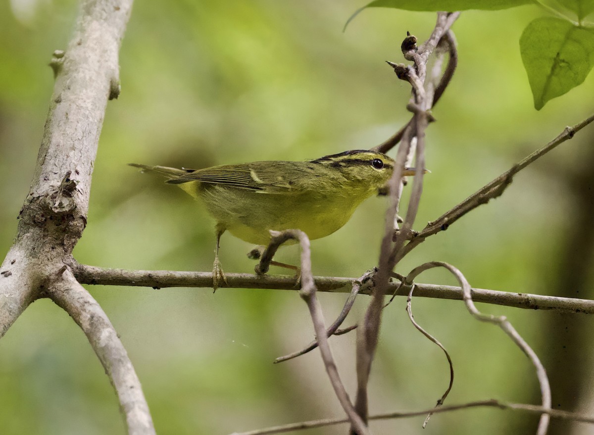 karstsanger - ML645282113