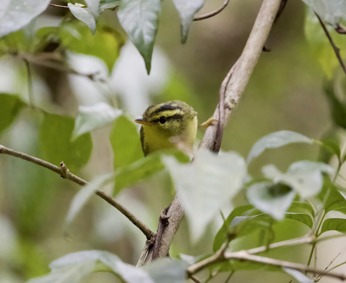 karstsanger - ML645282114