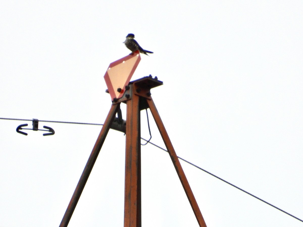 Boz Doğan - ML645282119