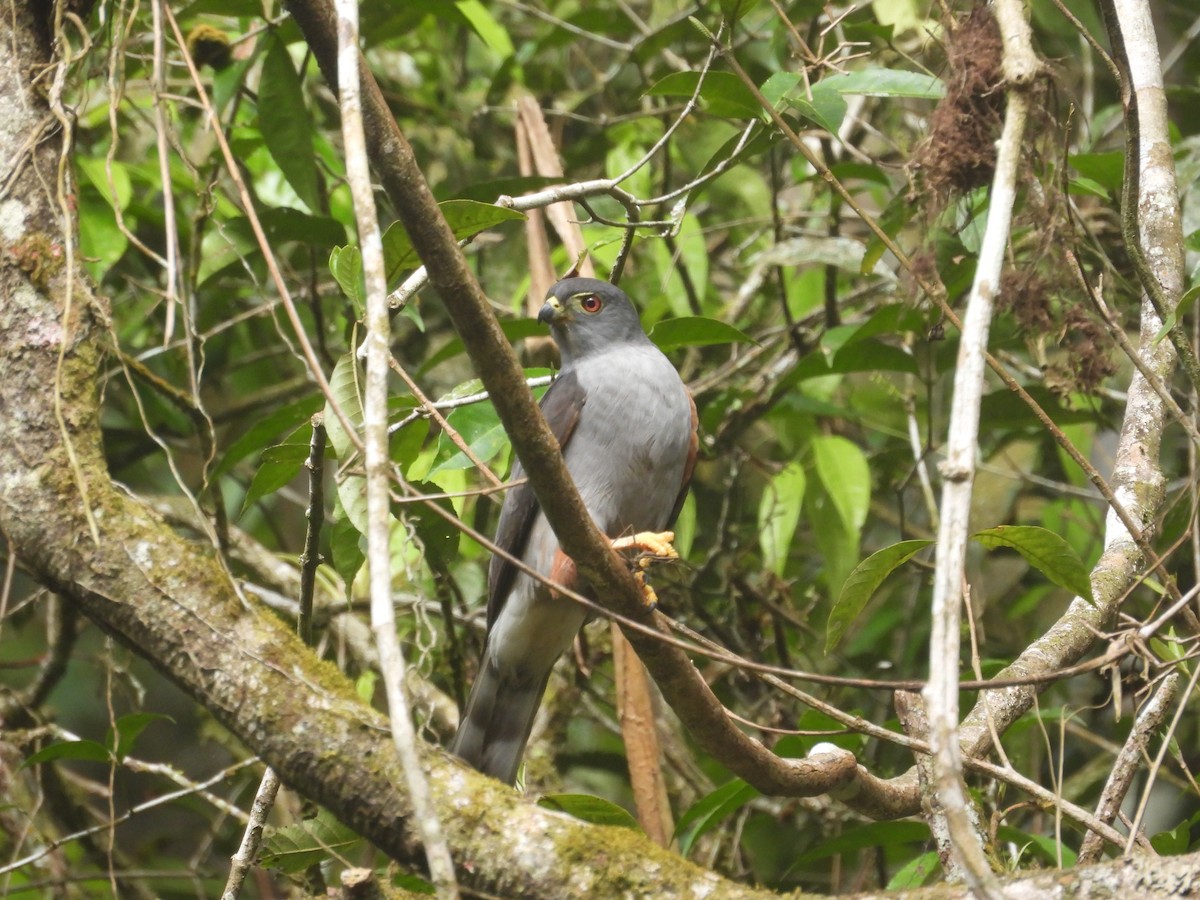 Rufous-thighed Kite - ML645282121