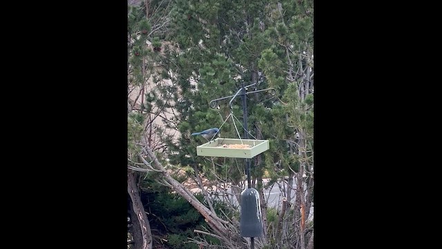 Blue Jay - ML645282125