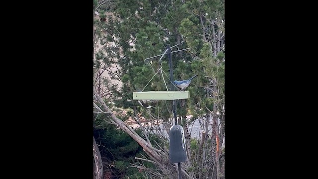 Woodhouse's Scrub-Jay - ML645282142