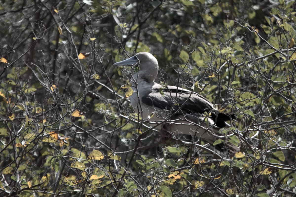 Zanga hankagorria - ML645282160