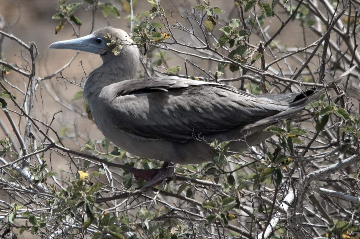 Zanga hankagorria - ML645282161