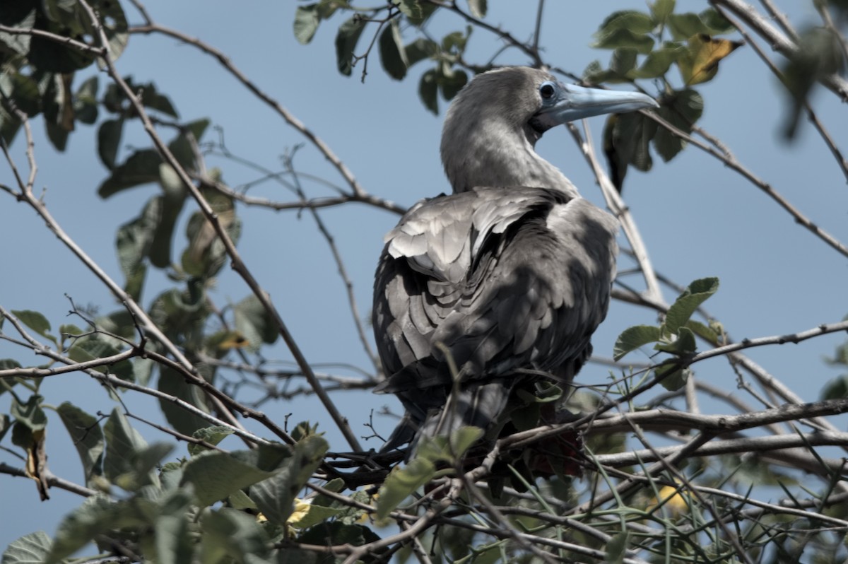 Zanga hankagorria - ML645282162