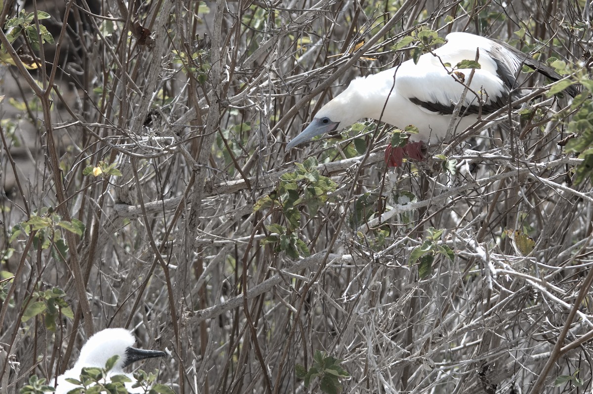 Zanga hankagorria - ML645282163