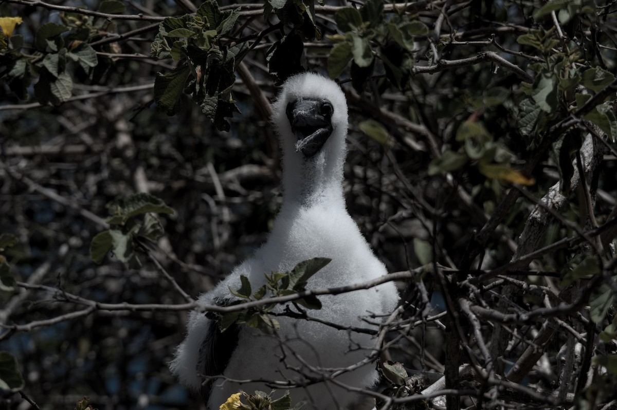 Zanga hankagorria - ML645282165