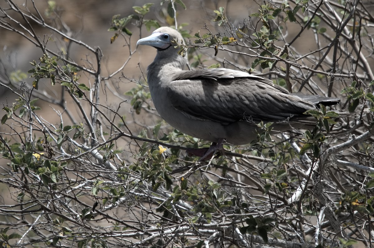 Zanga hankagorria - ML645282166