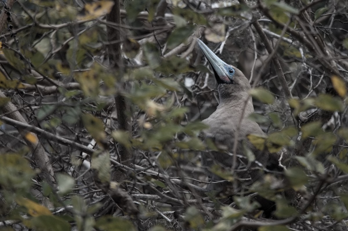 Zanga hankagorria - ML645282167