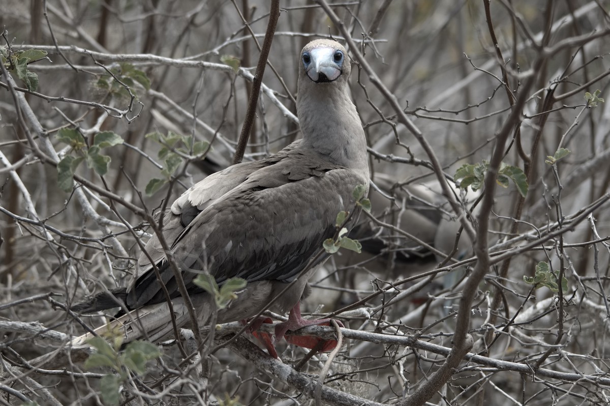 Zanga hankagorria - ML645282168