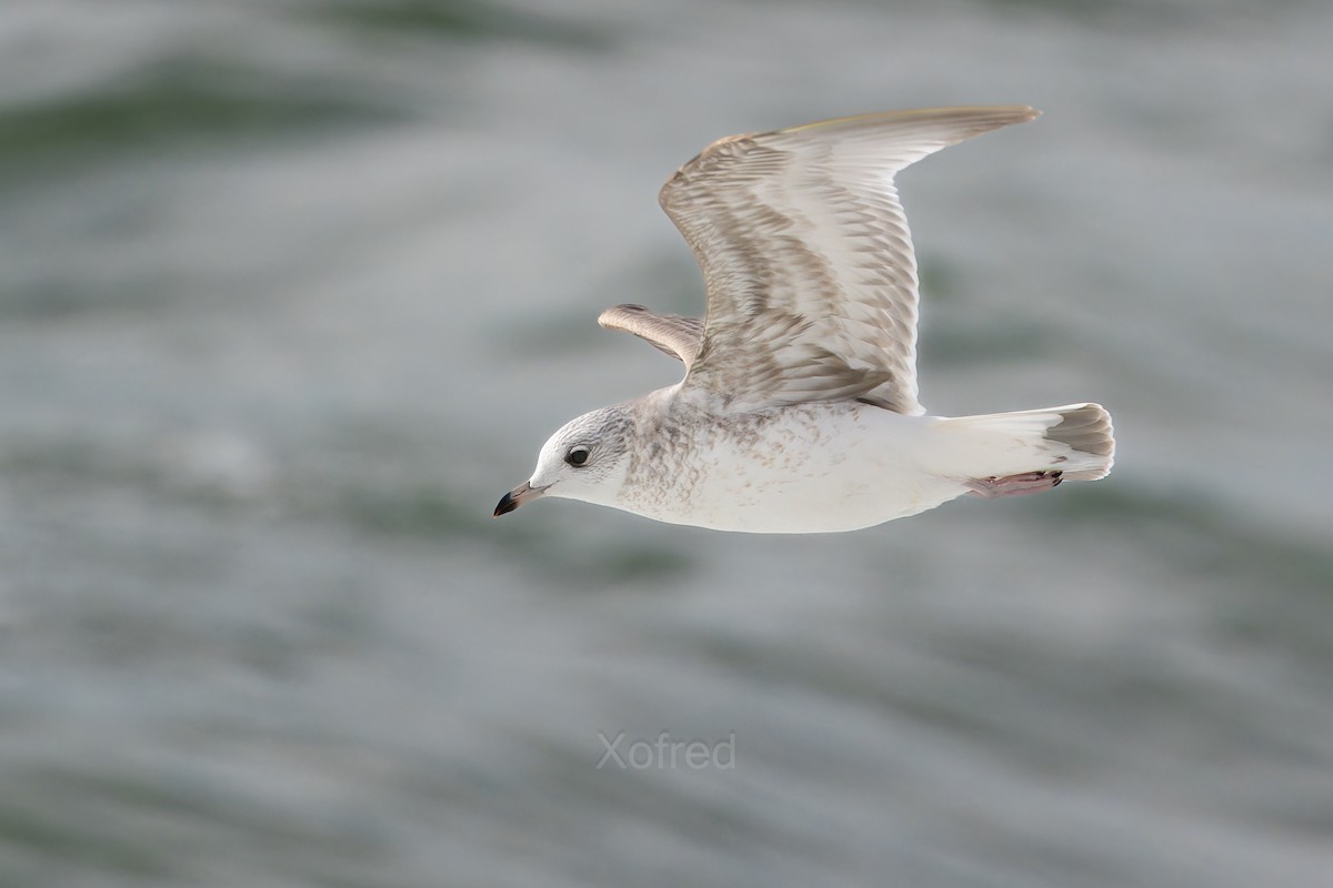 Common Gull - ML645282174