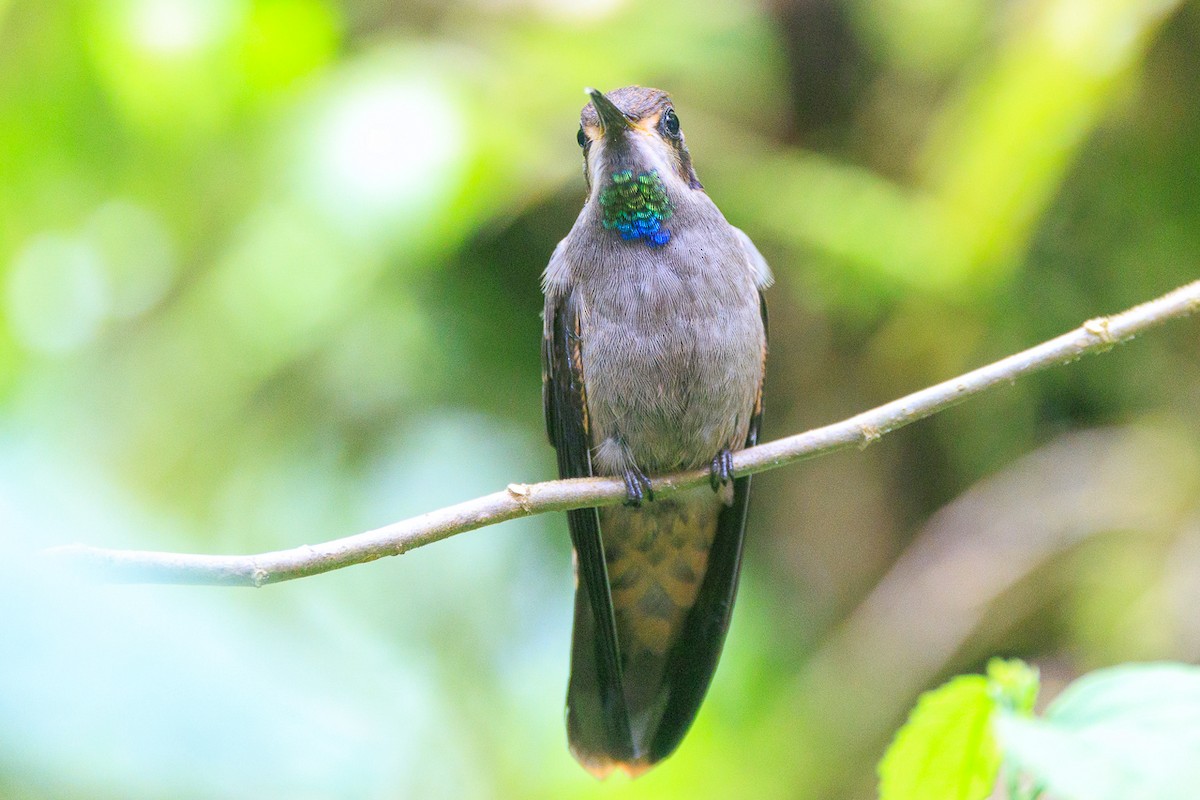 Brown Violetear - ML645282178