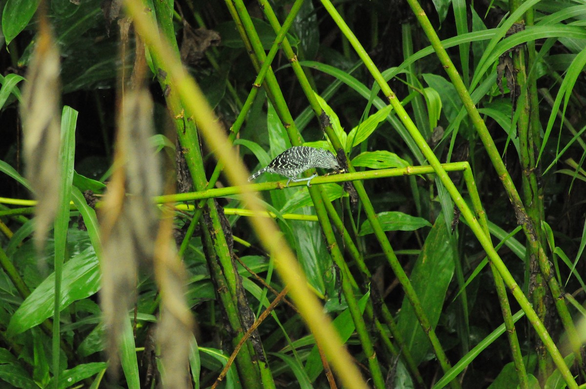 Batará Barrado - ML645282180
