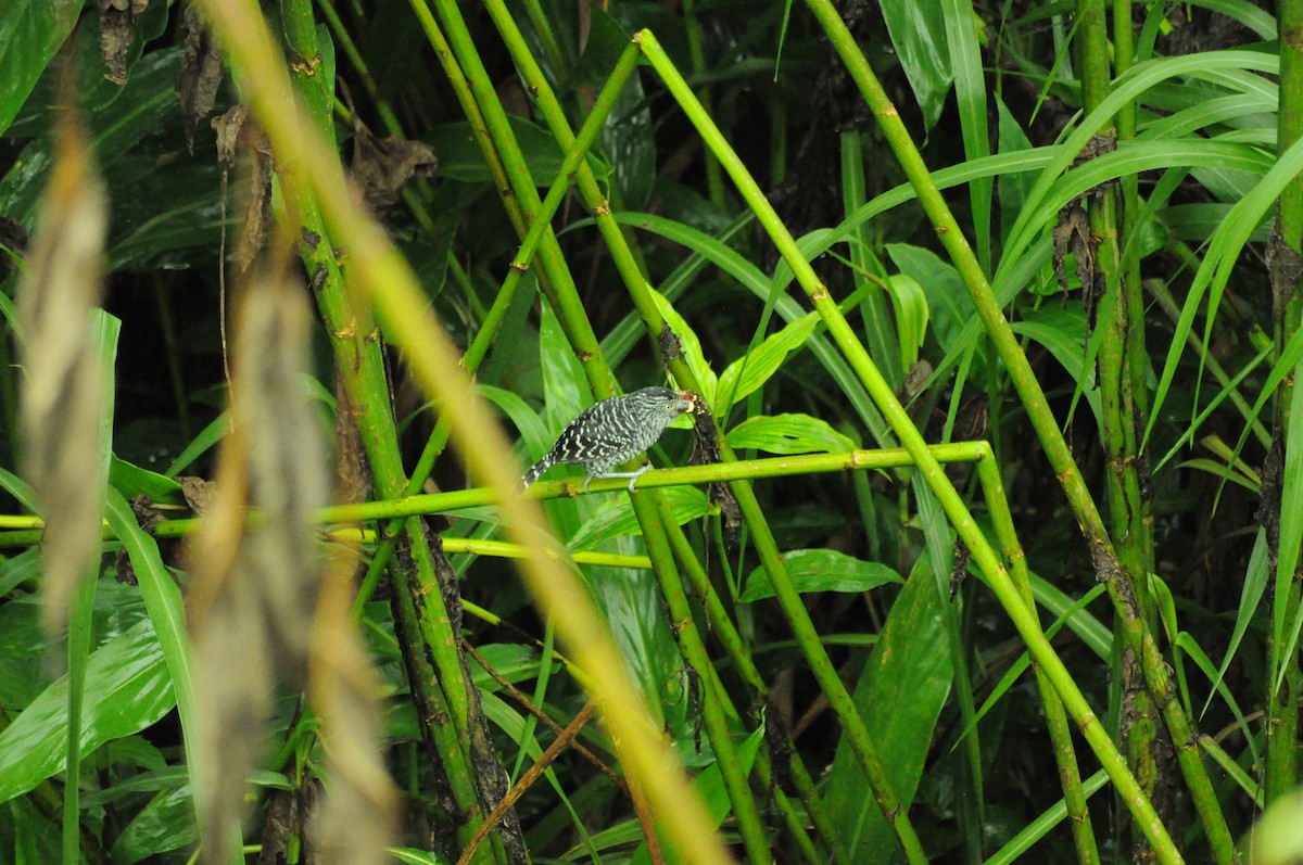Batará Barrado - ML645282181