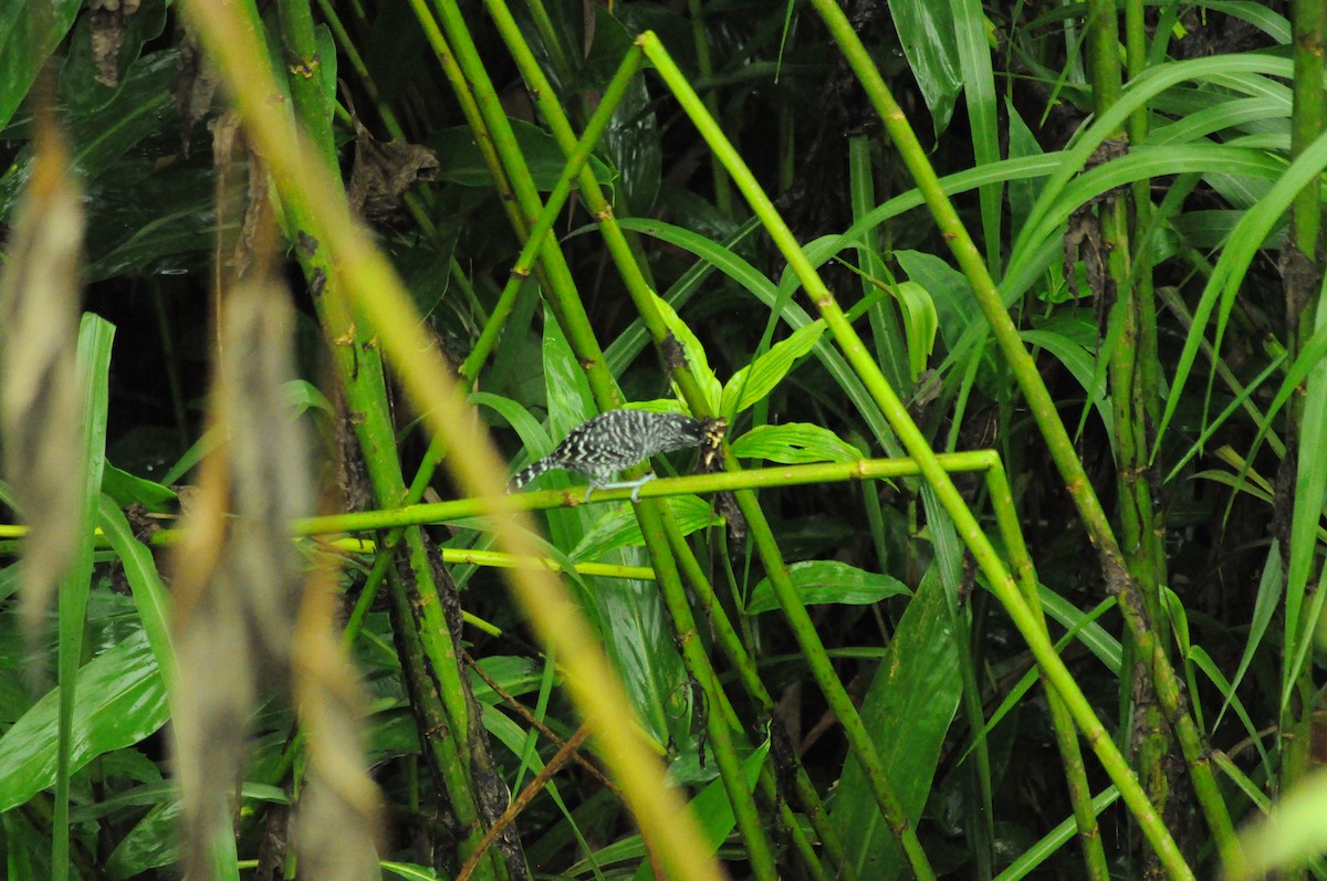 Batará Barrado - ML645282182