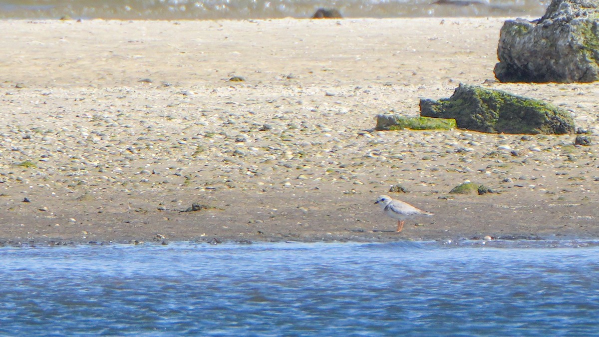 Piping Plover - ML645282185